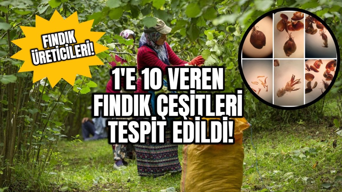 Fındık üreticilerine müjde! 1’e 10 veren fındık çeşitleri tespit edildi! 1000 fındık bahçesi incelendi 13 yeni çeşit belirlendi