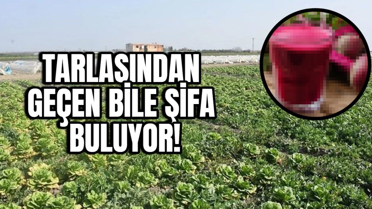 Bir tanesinin içinde bin fayda yatıyor! Tarlasından geçen bile şifa buluyor: Göz ve akciğerin dostu, Sivas’ta yetişiyor