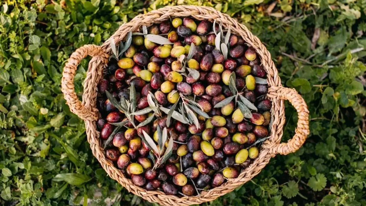 Zeytin fiyatları düşecek mi? Marmarabirlik’ten açıklama geldi: Bu sene rekor kıracak