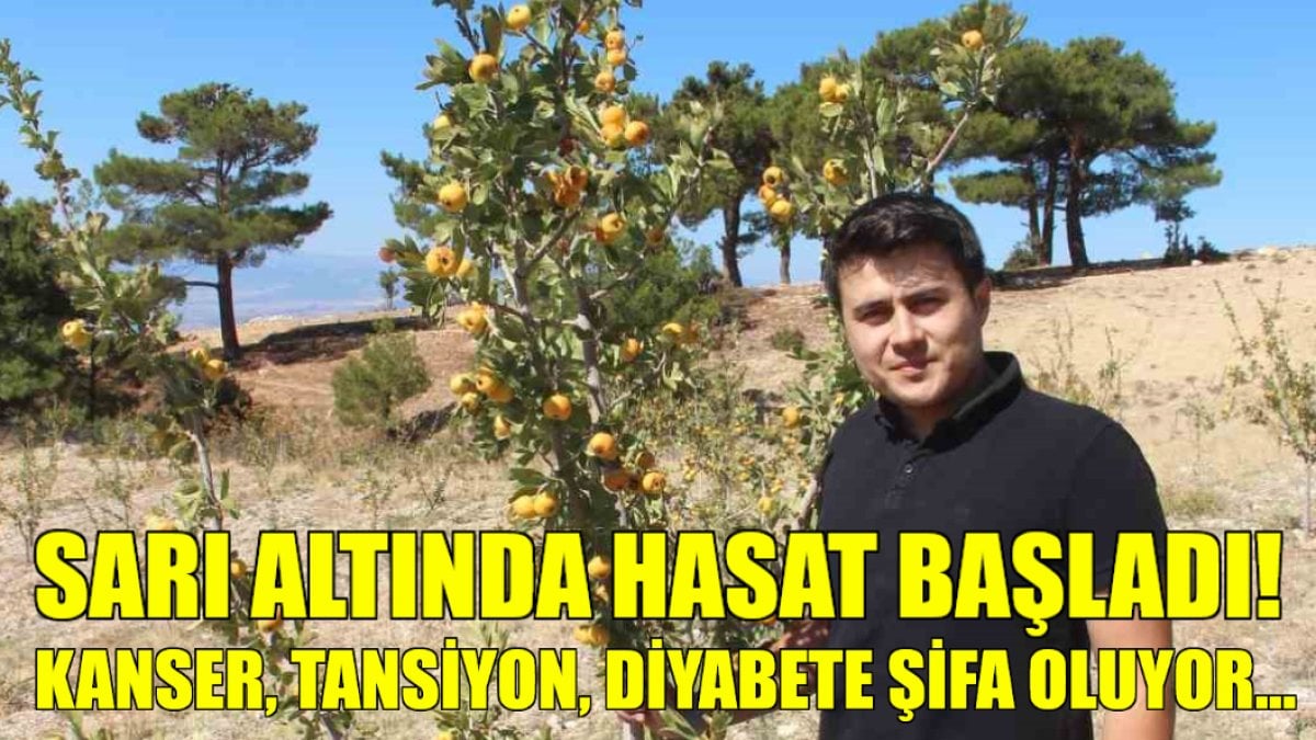 Kanser, diyabet, tansiyonun ilacında hasat zamanı! Sarı altın diye biliniyor, kilosu cep yakıyor: Faydası inanılmaz