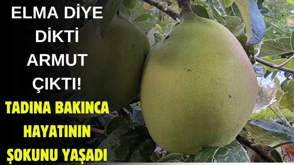 Bahçesine diktiği armudu yiyince şok oldu! Böylesi ne görüldü, ne duyuldu… “İlk defa böyle bir şeyle karşılaştım”