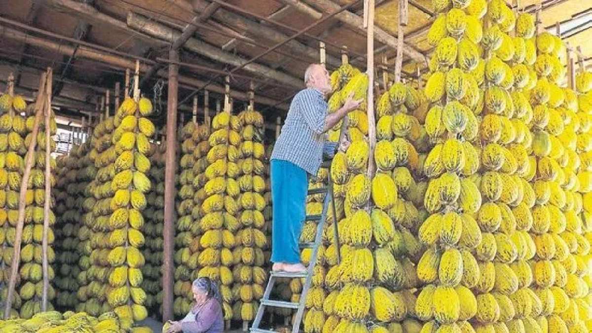 Yorganlara sarılarak taşınıyor, çubuklara asılıyor! Yazın toplanan ürünler kışın satılıyor! Hasadı tamamlandı sırıklara asıldı