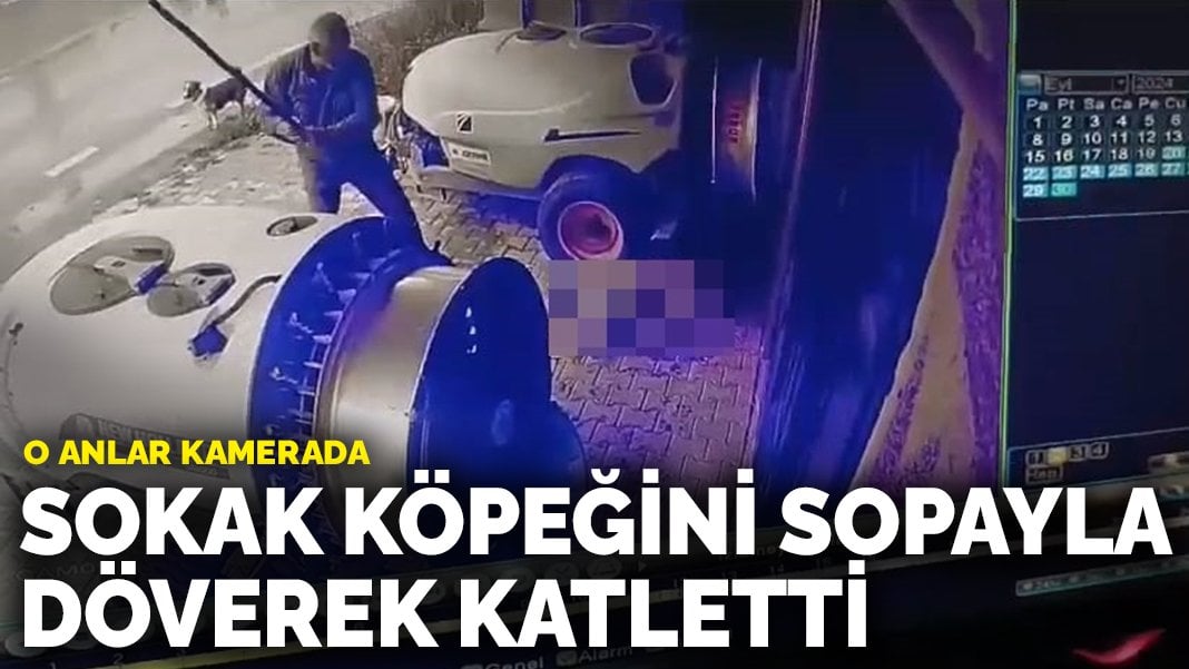 Sokak köpeğini sopayla döverek öldürdü: O anlar kameraya yansıdı