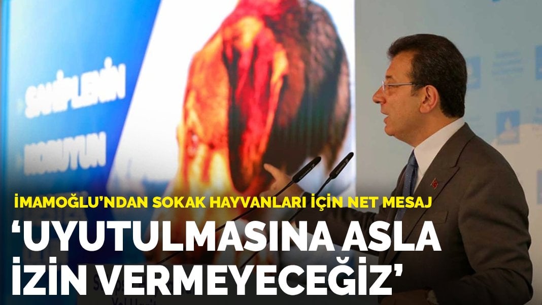 İmamoğlu’ndan sokak hayvanları açıklaması: Uyutulmasına asla izin vermeyeceğiz