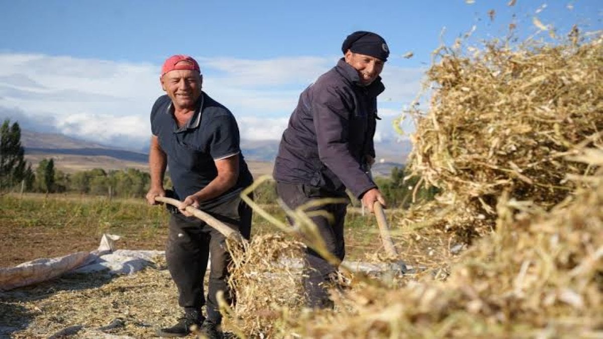 Köylüler 1 yıllık emeğin karşılığını aldı: Şimdi kilosunu 300 liraya satıyorlar, ekimi çok kolay