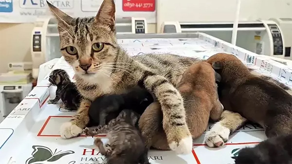 Kedi, 2 yavru köpeğe de sütannelik yaptı