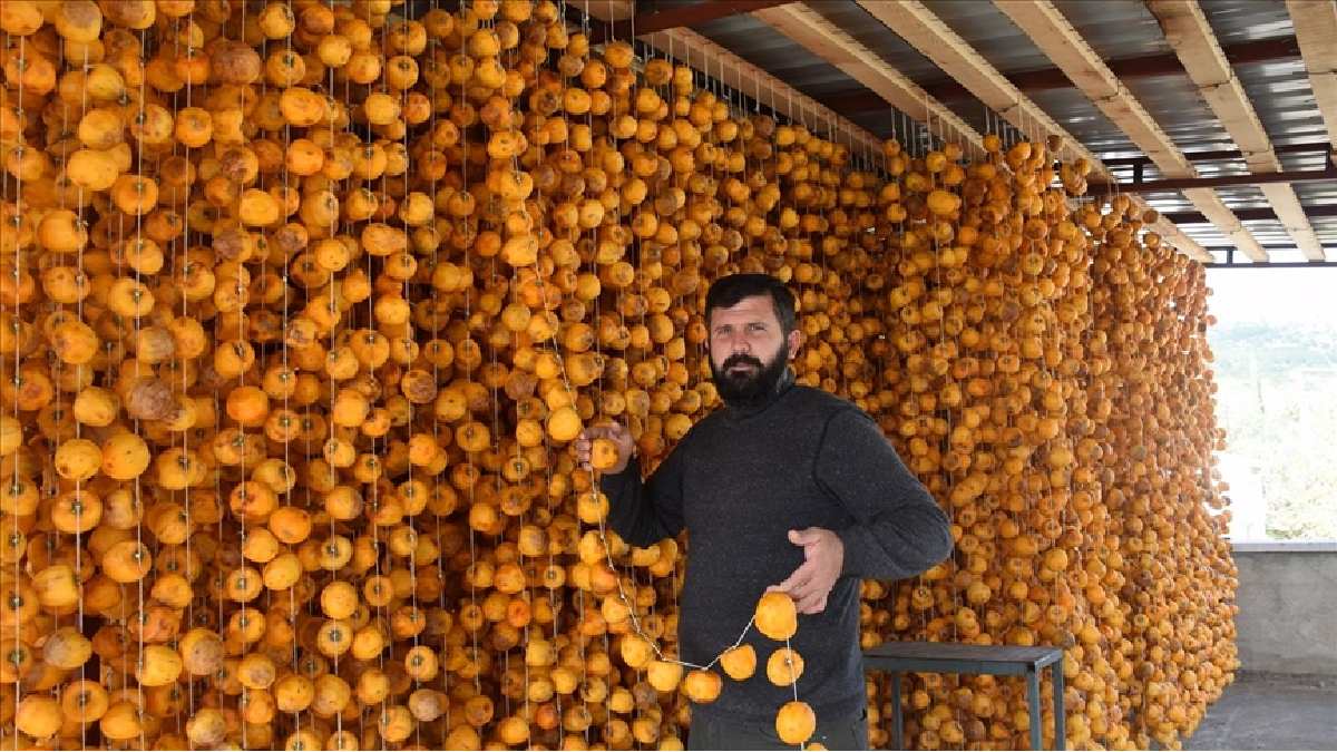 Meyve değil resmen altın! Anavatanı Çin ve Japonya ama Türkiye’de de bolca var! Hem yaşı hem kurusu servet kazandırıyor