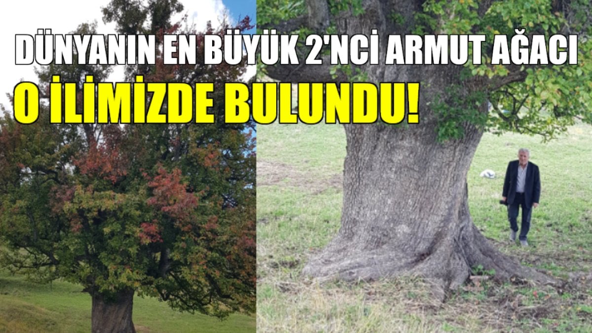 Dünyanın 2’nci en büyük armut ağacı o ilimizde bulundu! 700 yıllık dev ağaç hala yüzlerce kilo meyve veriyor