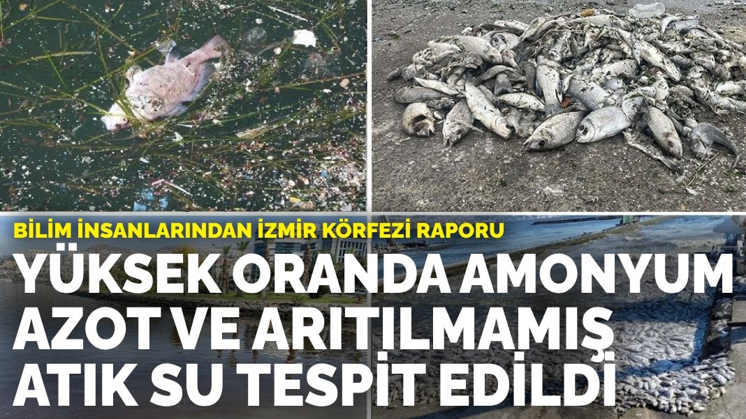 Bilim insanlarından İzmir Körfezi raporu: Yüksek oranda amonyum azot ve arıtılmamış atık su tespit edildi