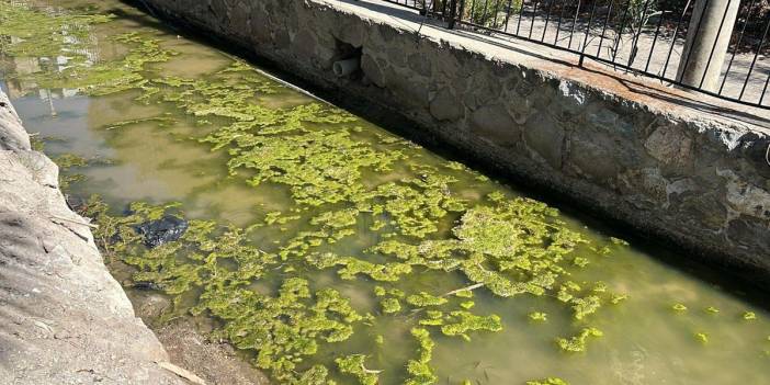 Bodrum'da iki dere mikrop saçıyor