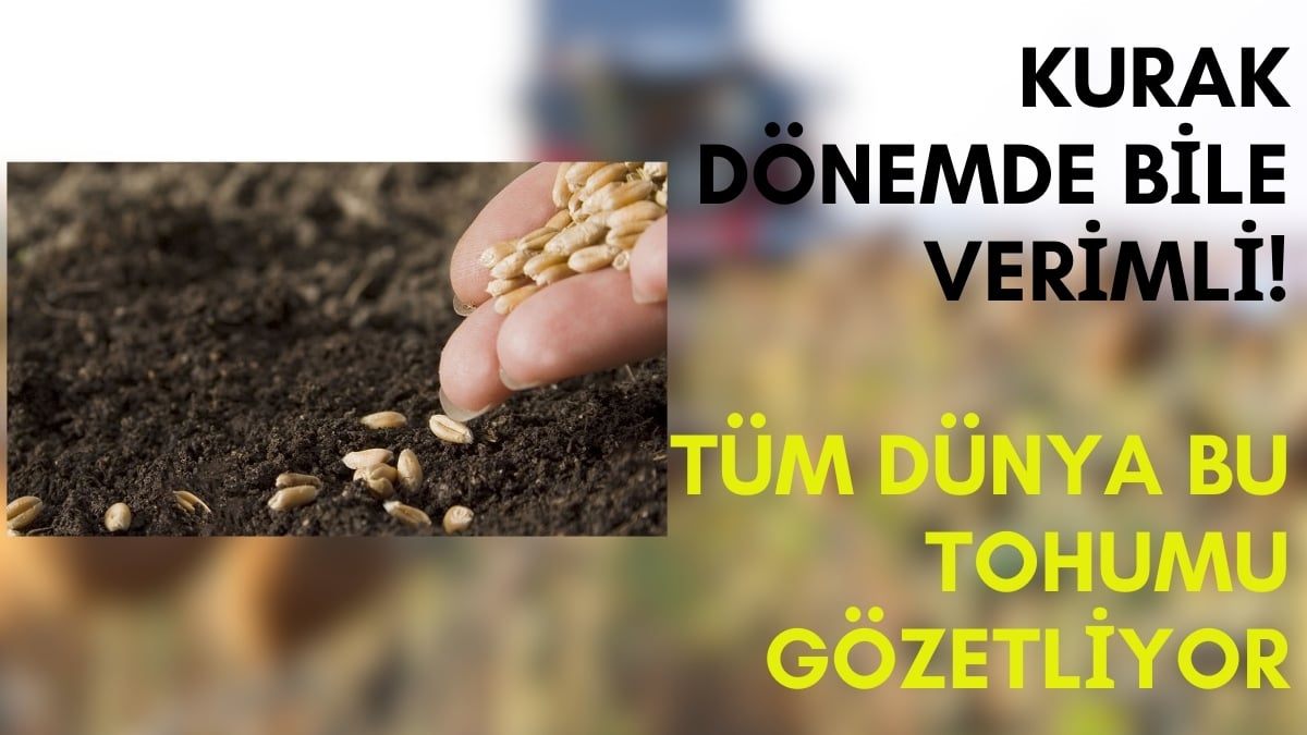 Dünyanın gözü bu yerli tohumda! Trakya’da yetişiyor, kuraklık dinlemeden bol ürün veriyor: Geleceğin altını olacak