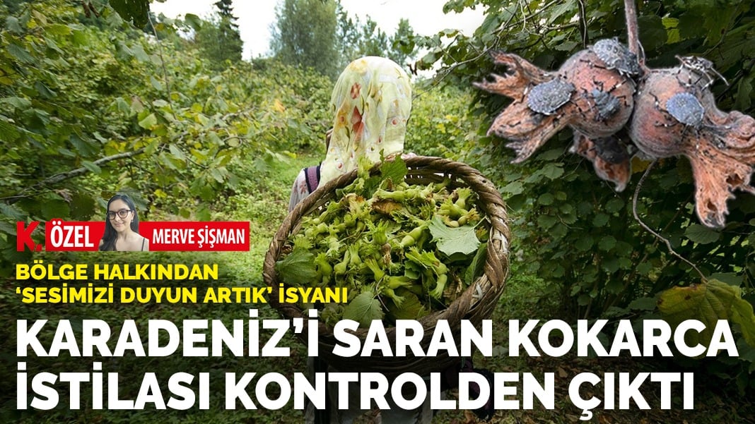 Bölge halkı ‘sesimizi duyun artık’ diyerek isyan ediyor: Karadeniz’i saran kokarca istilası kontrolden çıktı