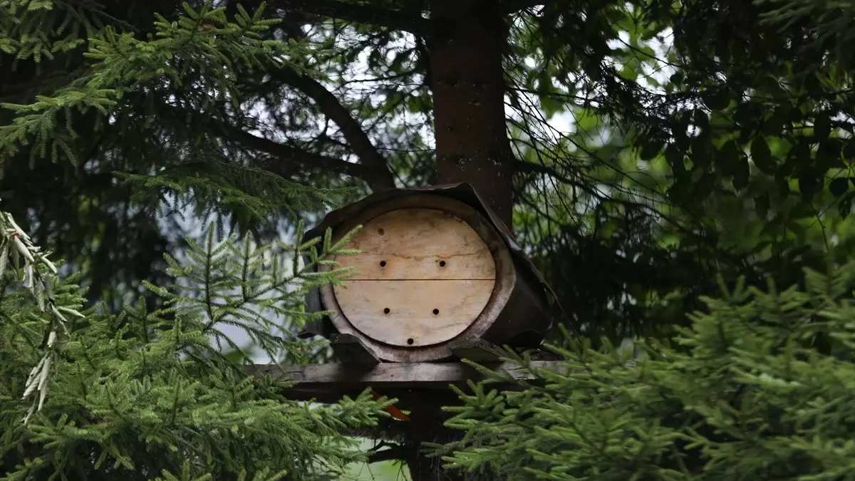 Türkiye’nin en yeşil noktasında hasat vakti! Kilosu 3 bin TL’ye satılıyor