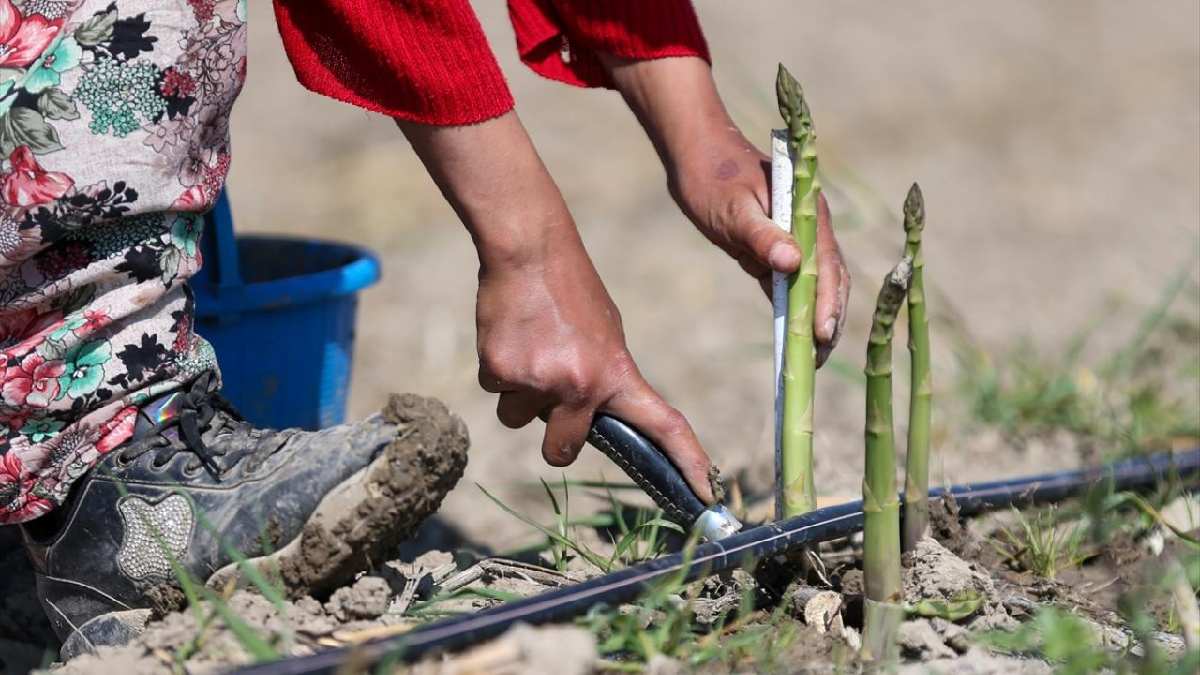 Kral bitkisi ya da serçe otu deniyor! Faydaları saymakla bitmiyor! Bağışıklık sisteminin kahramanı