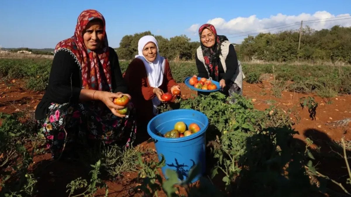 Tarla tarla hasat veriyor: Hem susuz hem ilaçsız, herkes bu domates tohumunu arıyor