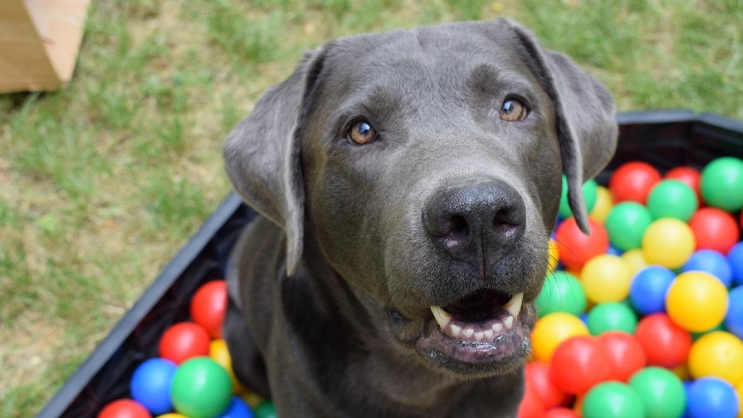 Almanya’da köpek vergisi rekoru: Yılda 421 milyon euro