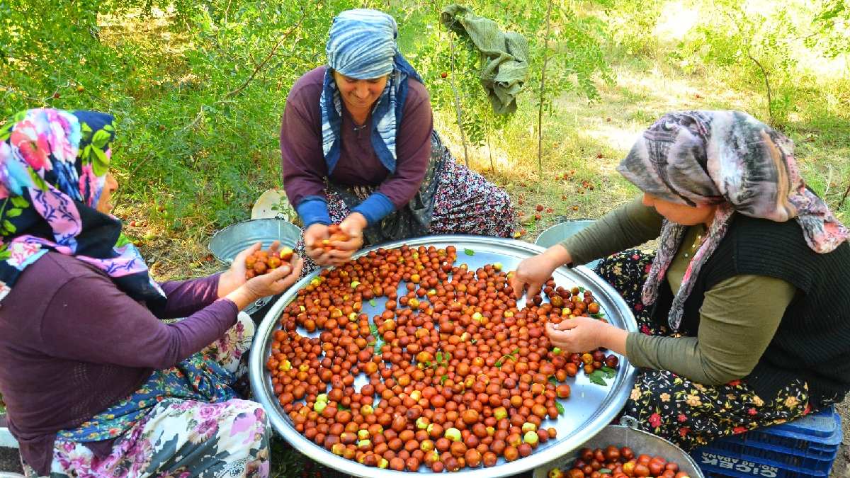 Onun adına ölümsüzlük meyvesi deniyor! Çinlilerin uzun yaşamlarının sırrı sayılıyor! Türkiye’de bolca yetişiyor