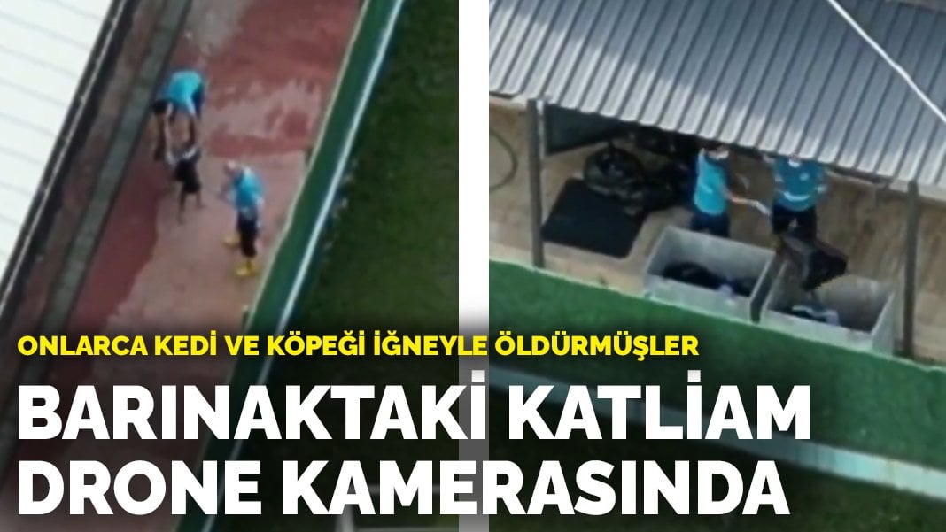 Onlarca kedi ve köpeği iğneyle öldürmüşler: Barınaktaki katliam drone kamerasında