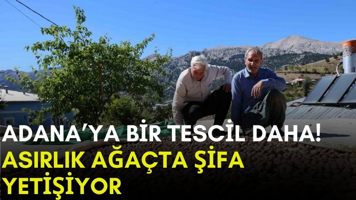 Asırlık ağaçta yetişiyor, lezzetiyle nam salıyor! Adana’nın bir ürünü daha tescil yolunda