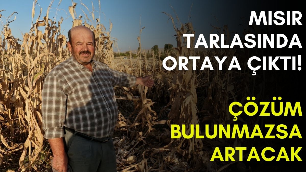 Hasat sırasında ortaya çıktı! Çözüm bulunmazsa tarlada adım atamaya yer kalmayacak: Tam 14,5 metre çapında