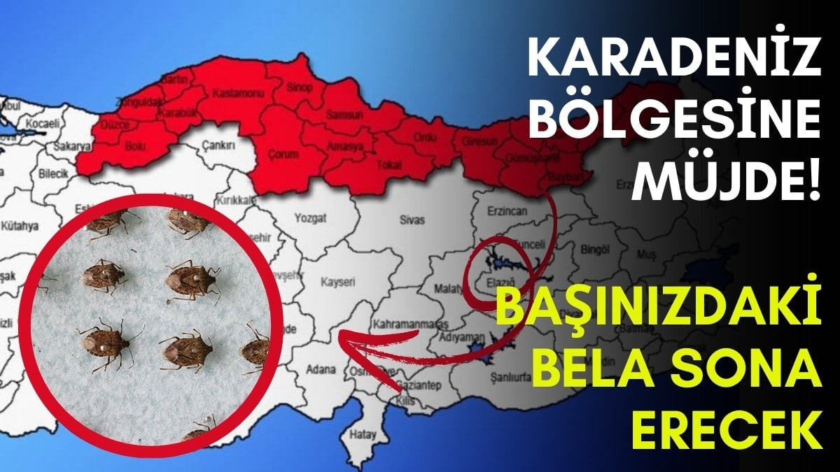 Ordu, Giresun, Trabzon, Samsun, Bartın… Sonunda kurtuluyorsunuz!  Karadeniz’in en büyük belasını bu bitirecek