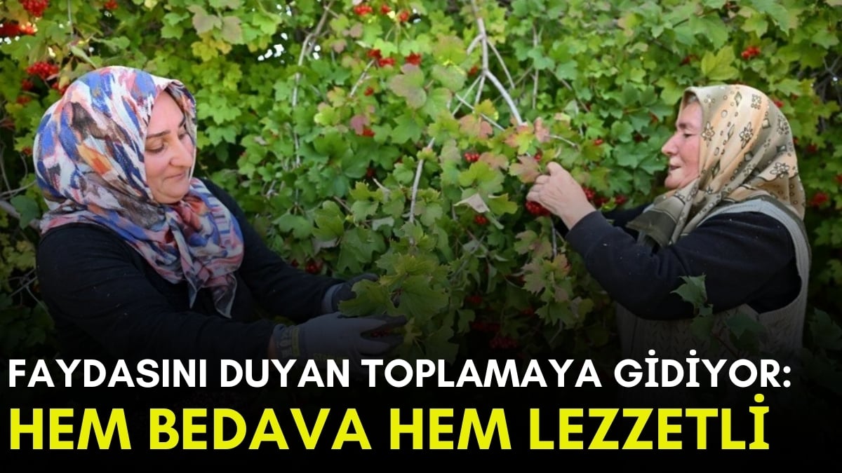 Akın akın toplamaya gidiyorlar! Kendi yetişiyor, bedavadan hasat ediliyor: Böbrek taşını şak diye düşüyor