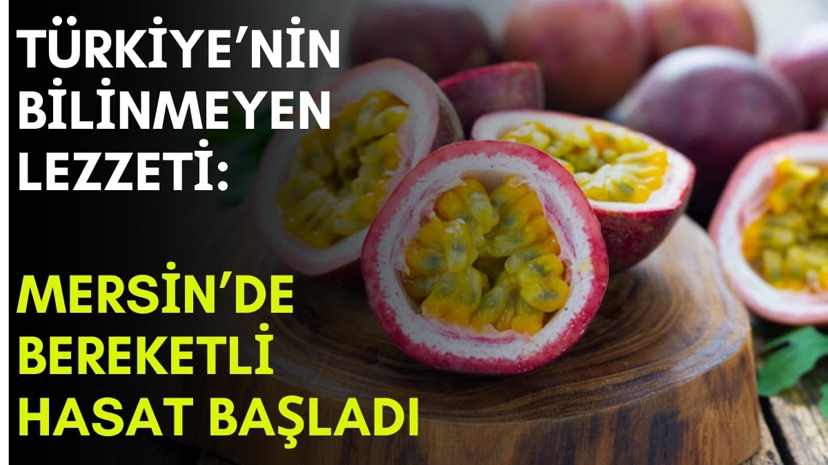 Türkiye’de çok bilinmiyor, bulan da havada kapıyor! Babadan kalma serasında yetiştirdi, şimdi paraya para demiyor