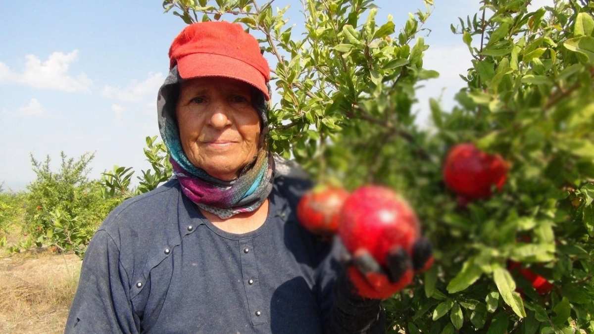 Kırmızı incide hasat vakti! Dıştan bakınca 1 şifa içini açınca bin şifa sağlıyor! 4 hafta tüketen Einstein’e rakip oluyor