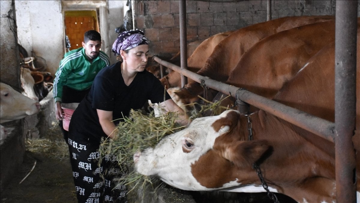 Buzağı bakacağını söyledi, güldüler! Evinin alt katında üretime başladı: Şimdi onlarcasına bakıyor