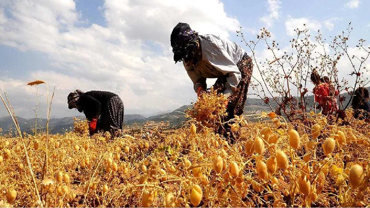 En kalitelisi bu köyde toplanıyor, tamamen geleneksel yöntemler kullanılıyor! Patoza atılan ürünler sofrada baş tacı ediliyor