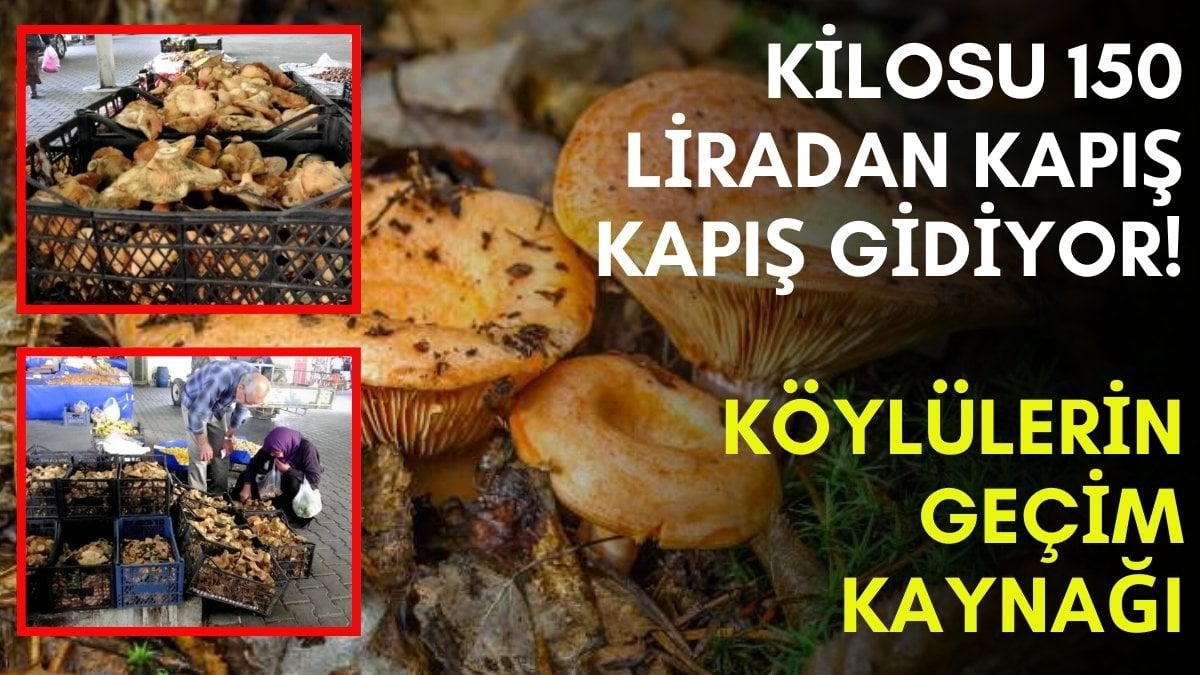 Ne kanlıca ne kültür mantarı! Kilosu 150 liradan yok satıyor, köylülerin geçim kaynağı oldu