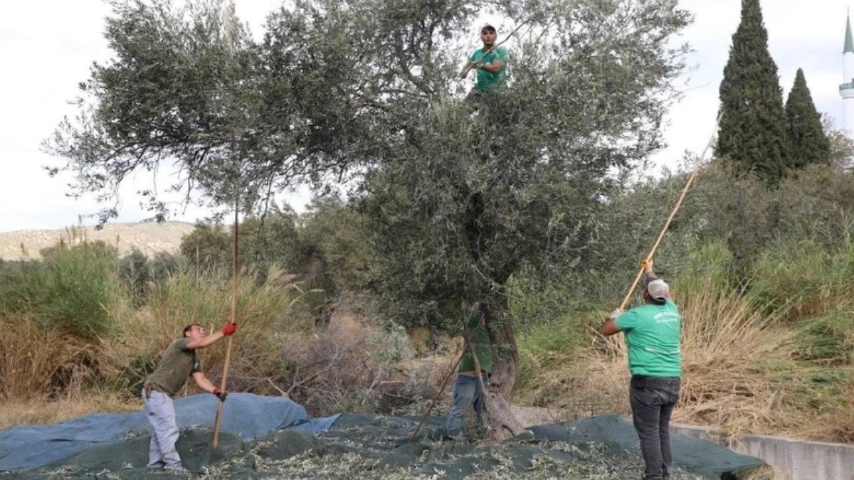 Bağırsakları motor gibi yapıyor, hasadı başladı: Hem sağlığa hem ekonomiye katkısı büyük