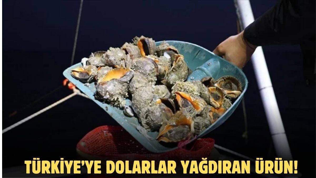 Türkiye’de üretiliyor, Güney Kore, Çin, Japonya milyonlarca dolar verip alıyor! Türkiye’nin o ürününe dünyadan talep var