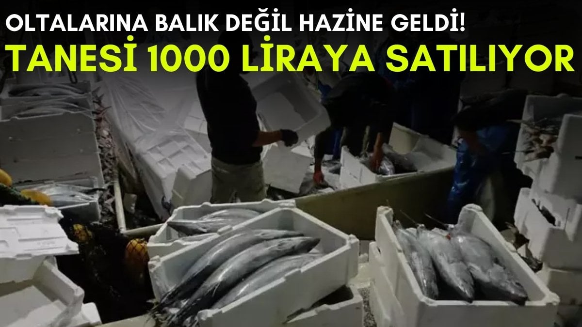 Palamut tutmaya gittiler, hazine buldular! Böylesi ilk kez oluyor: Tanesi 1000 liradan kapış kapış satılıyor