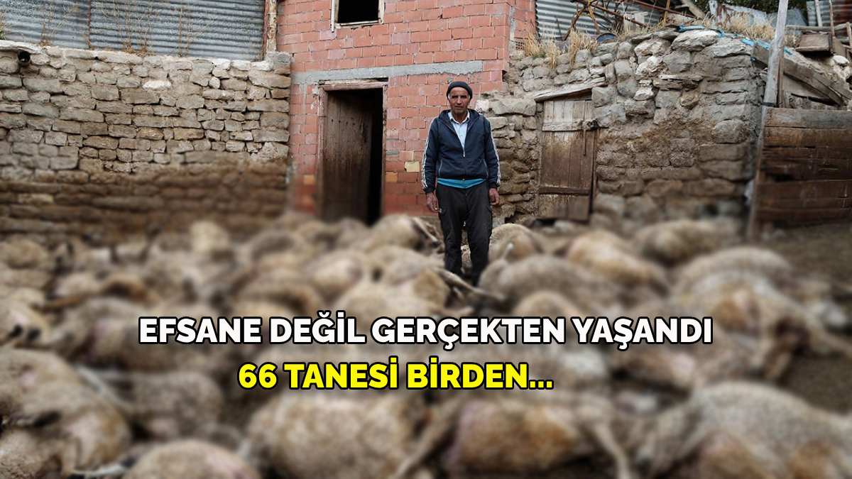 Köyde efsaneleri aratmayan olay! 40 yıl uğraştı 1 gecede yok oldu! 66 tanesi birden…