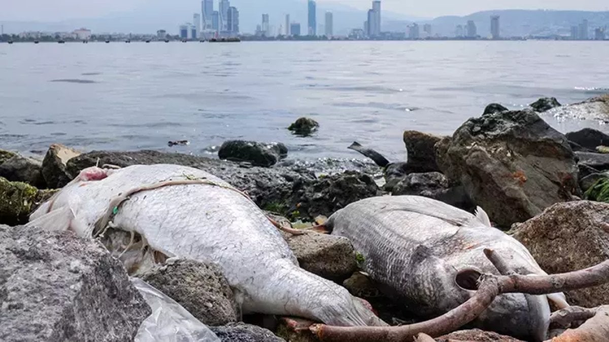 İzmir’de büyük tehlike! Balık ölümlerinde dünya rekoru kırıldı: