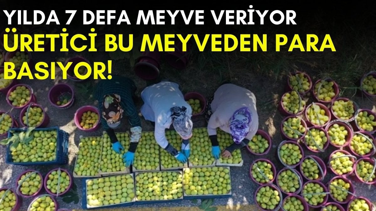 Bir ağaç yılda yedi kez meyve veriyor ismi oradan geliyor! Yılda tonlarca üretim: Üreticisi para basıyor