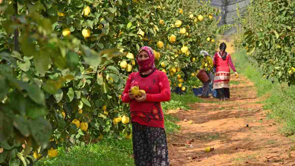 Dekarda 2-2.5 ton ürün veriyor, fabrikalara 3 TL’den satılıyor! Üreticinin gözdesi: En çok bu kazandırıyor