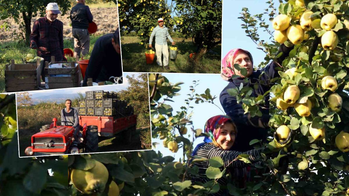 Sarı Elmas’ın hasat zamanı! ABD, Hollanda, Almaya ve Rusya’ya da gönderiliyor