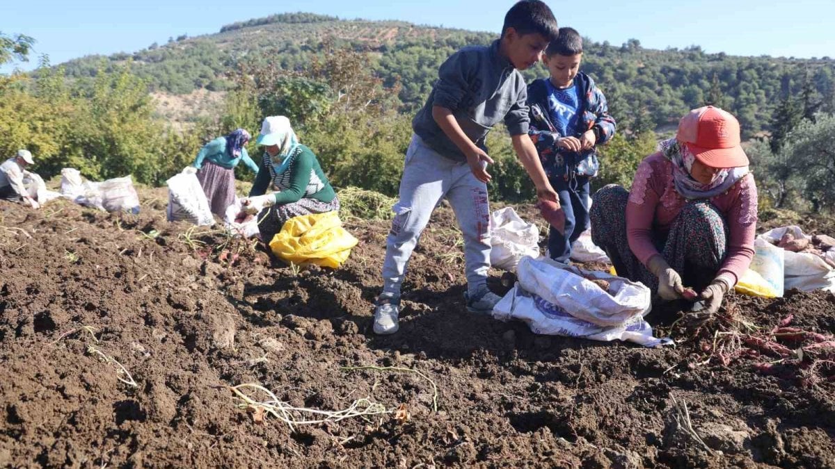 Herkes zeytin ve fındık ekerken o farklı yolu seçti! Hem hasadı kolay hem verimi iyi: Türkiye’nin her yerine satıyor