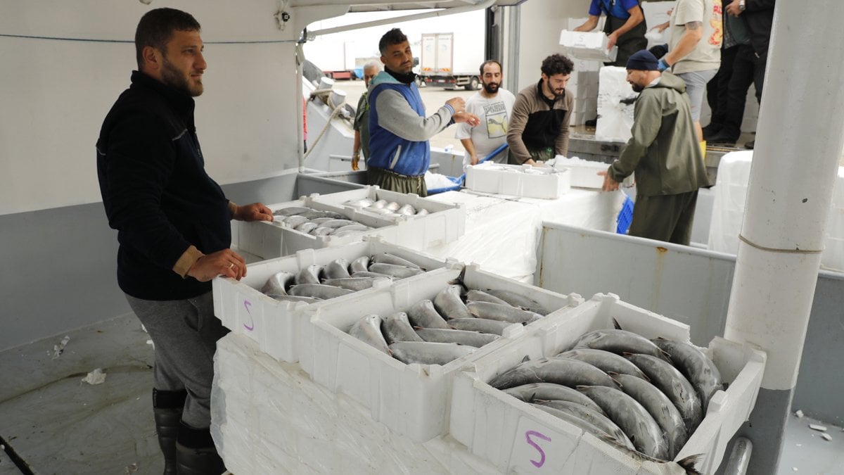 Karadeniz’de tarihi palamut bolluğu: Herkes buzlasın, tuzlasın dolaba atsın, her sene olmaz