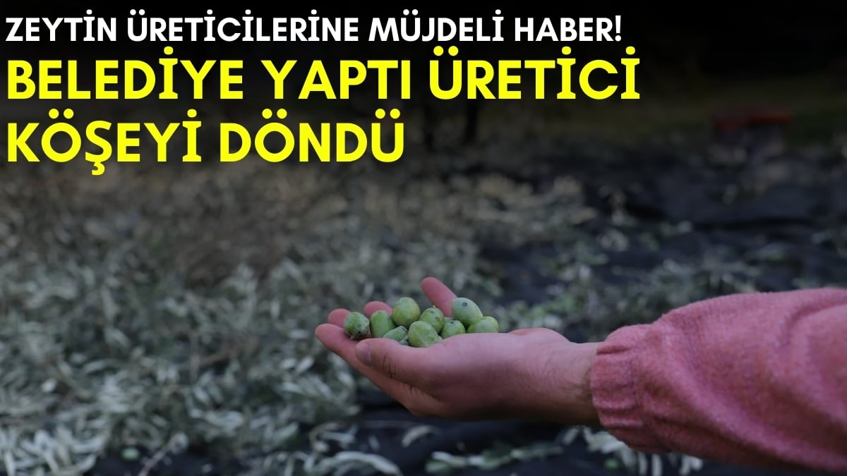 Zeytin üreticileri düğün bayram edecek! Belediye yaptı, üreticiler sevindi: Binlerce zeytin ağacına can suyu olacak