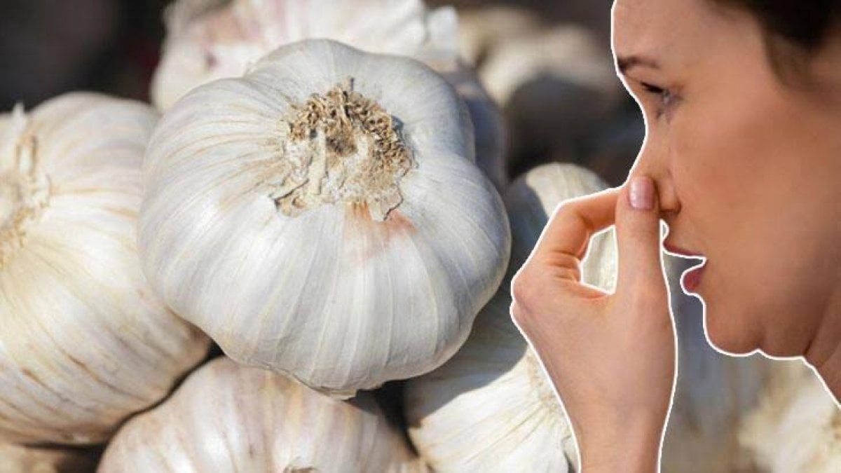 Ağızdaki sarımsak kokusunu anında kesiyor: 1 tane bundan yiyin