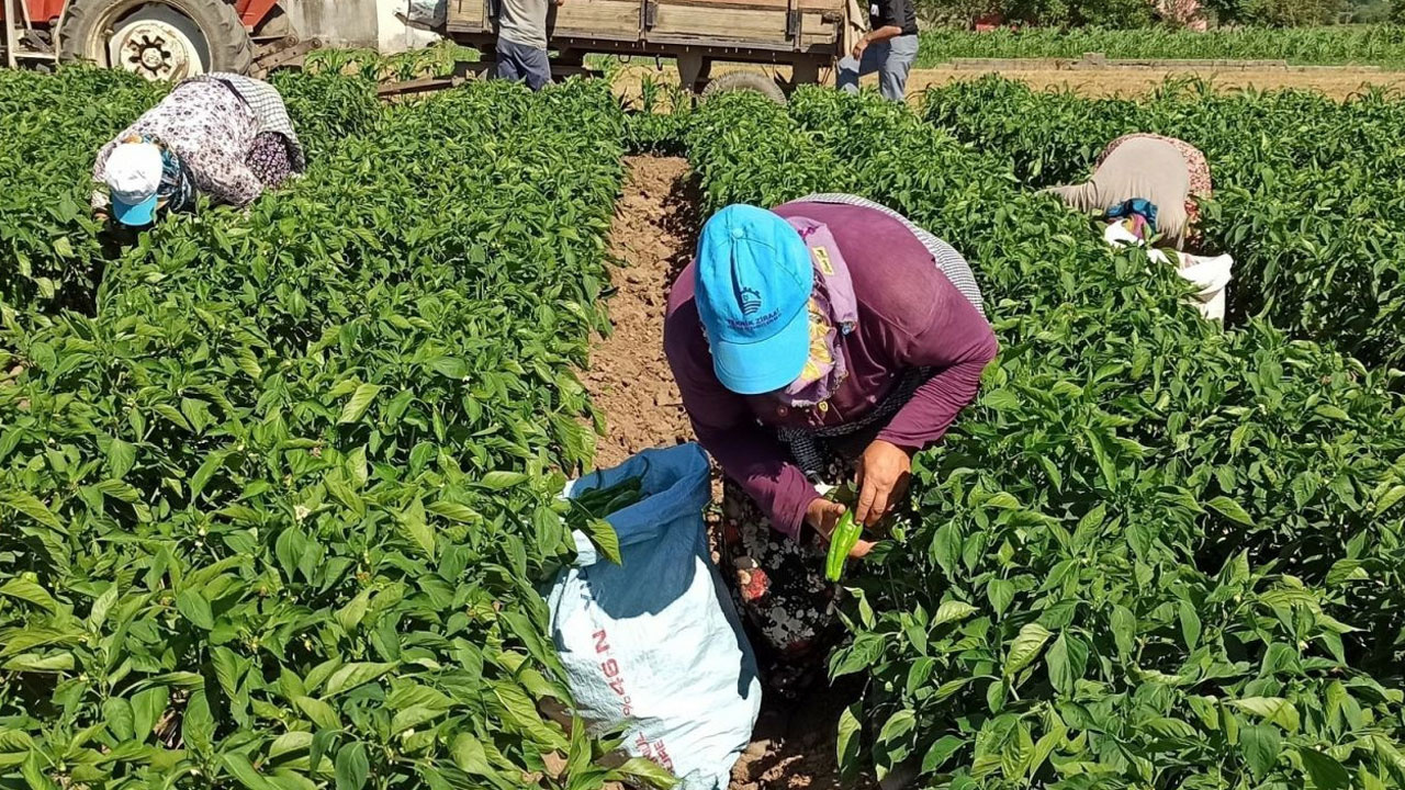 3 Ay İçinde 6 Kere Hasat Ediliyor! Kırmızı Altın Olarak Biliniyor: Coğrafi İşaret Aldı