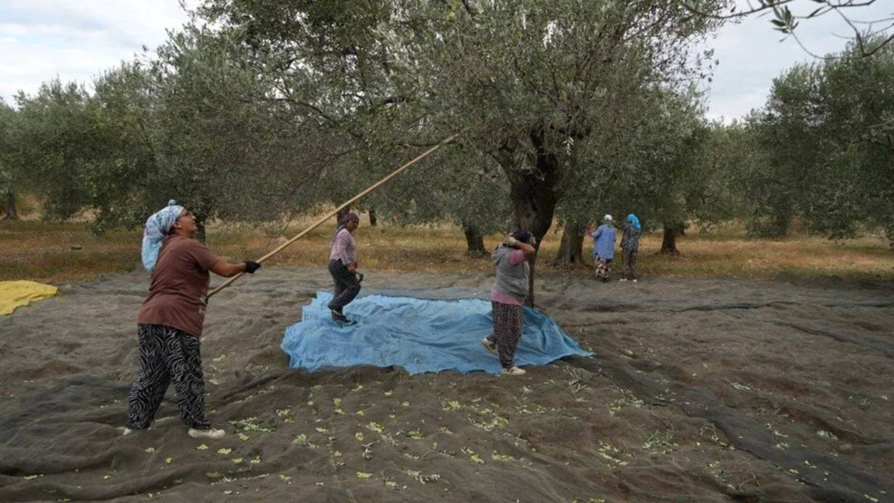 3 Bin Yıllık Hasat Geleneği Başladı: Köyüler Binbir Zorlukla Topluyor, Tam Şifa Deposu