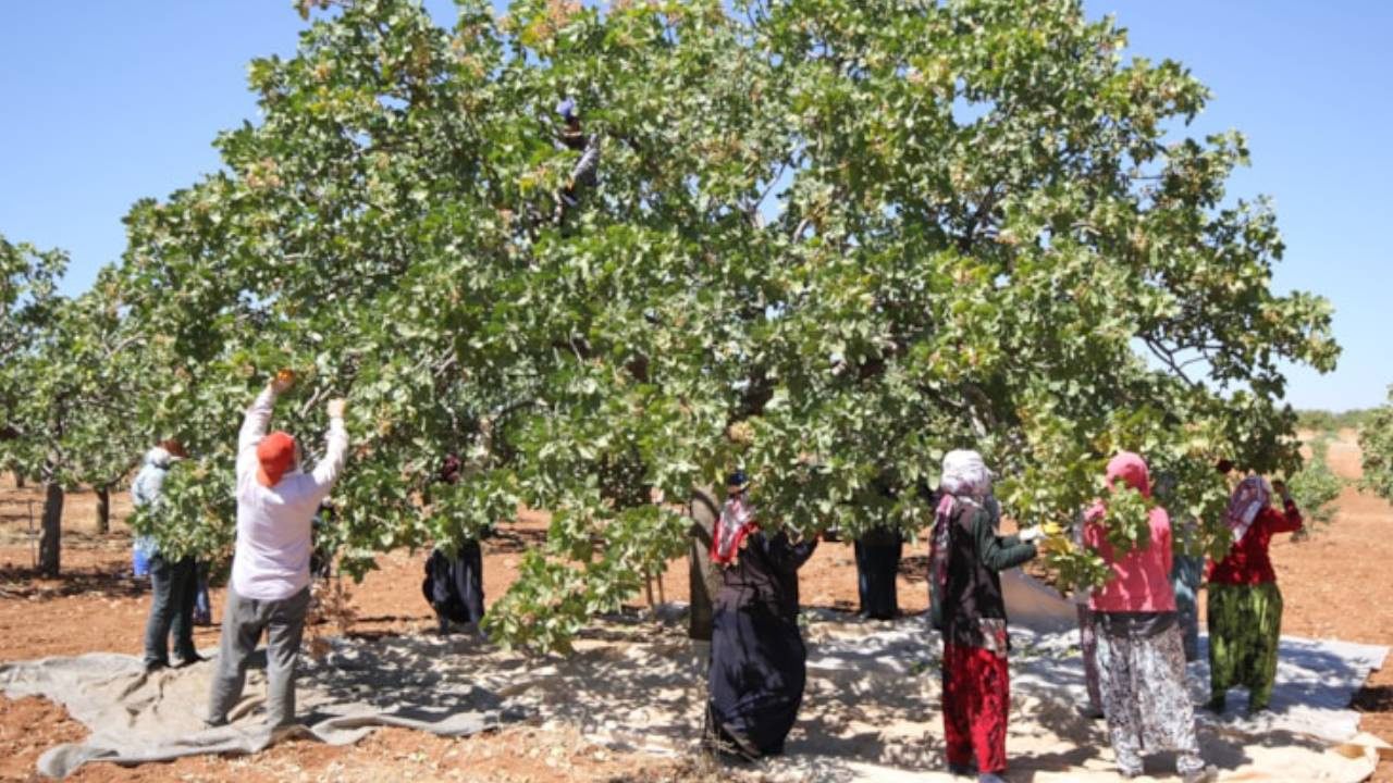 64 Yıl Önce Askerlik Yaptığı Yerden Köyüne Getirdi: Her Yıl Rekor Hasat Yapıyor