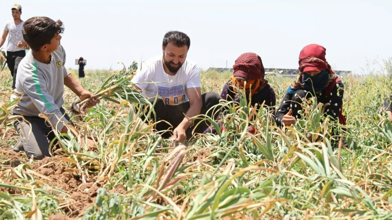 Aksaray’da Üretiliyor, Kanser İlacının Hammaddesi… Yurt Dışından Talep Yağıyor: ‘Türkiye’yi Bu Ürünle Tanıtabiliriz’