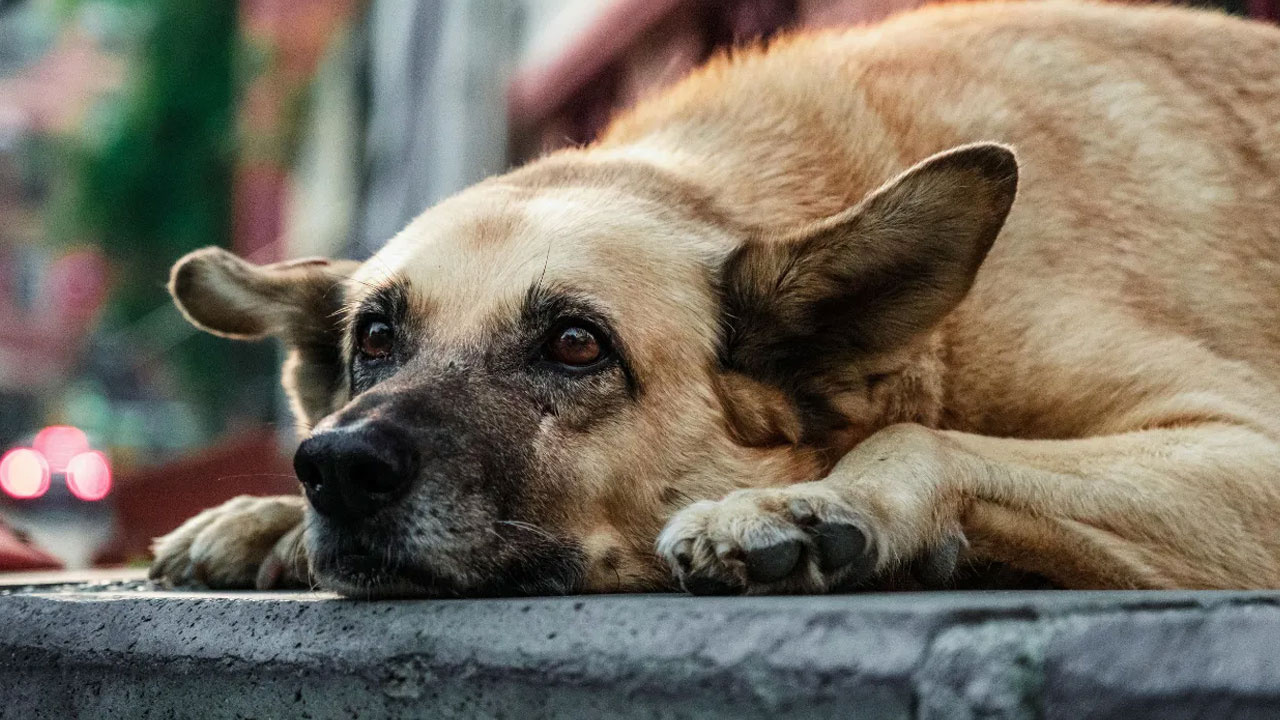 Almanya’da Köpek Vergisi Rekor Kazanç Getirdi