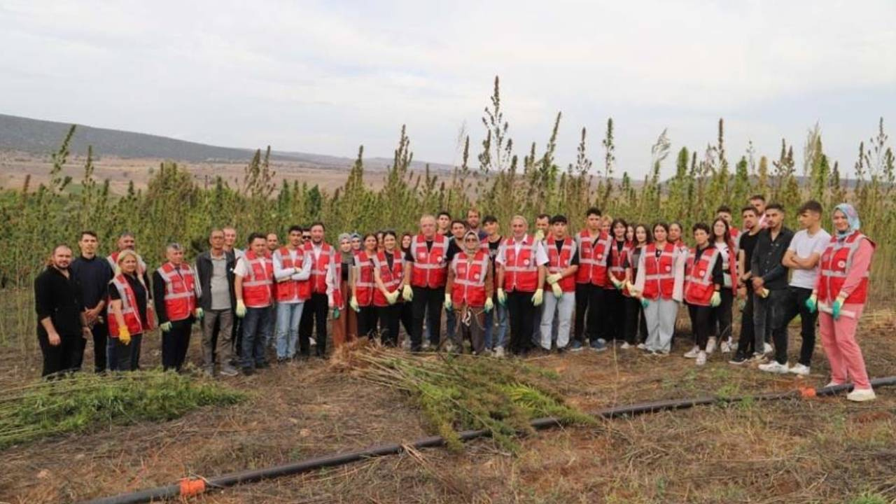 Amasya’da Özel İzinle Hasat Yapıldı: Alanında Uzman Akademisyenler Özenle Topladı