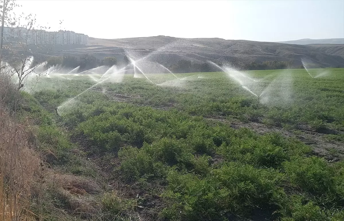 Beypazarı’nda Sabah Namazı Buluşması ve Kışlık Havuç Hasadı